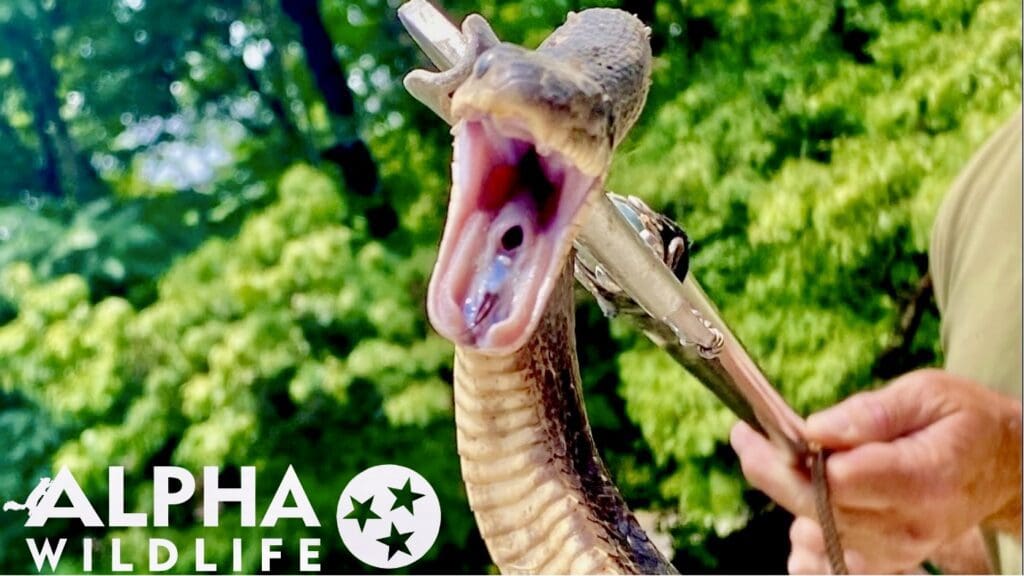 Humane snake removal in Irmo SC